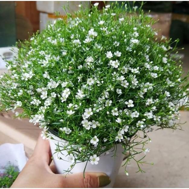 100hạt giống hoa baby hoa chấm bi trắng