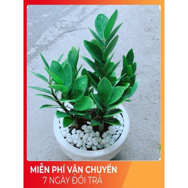 Chậu Kim Tiền
