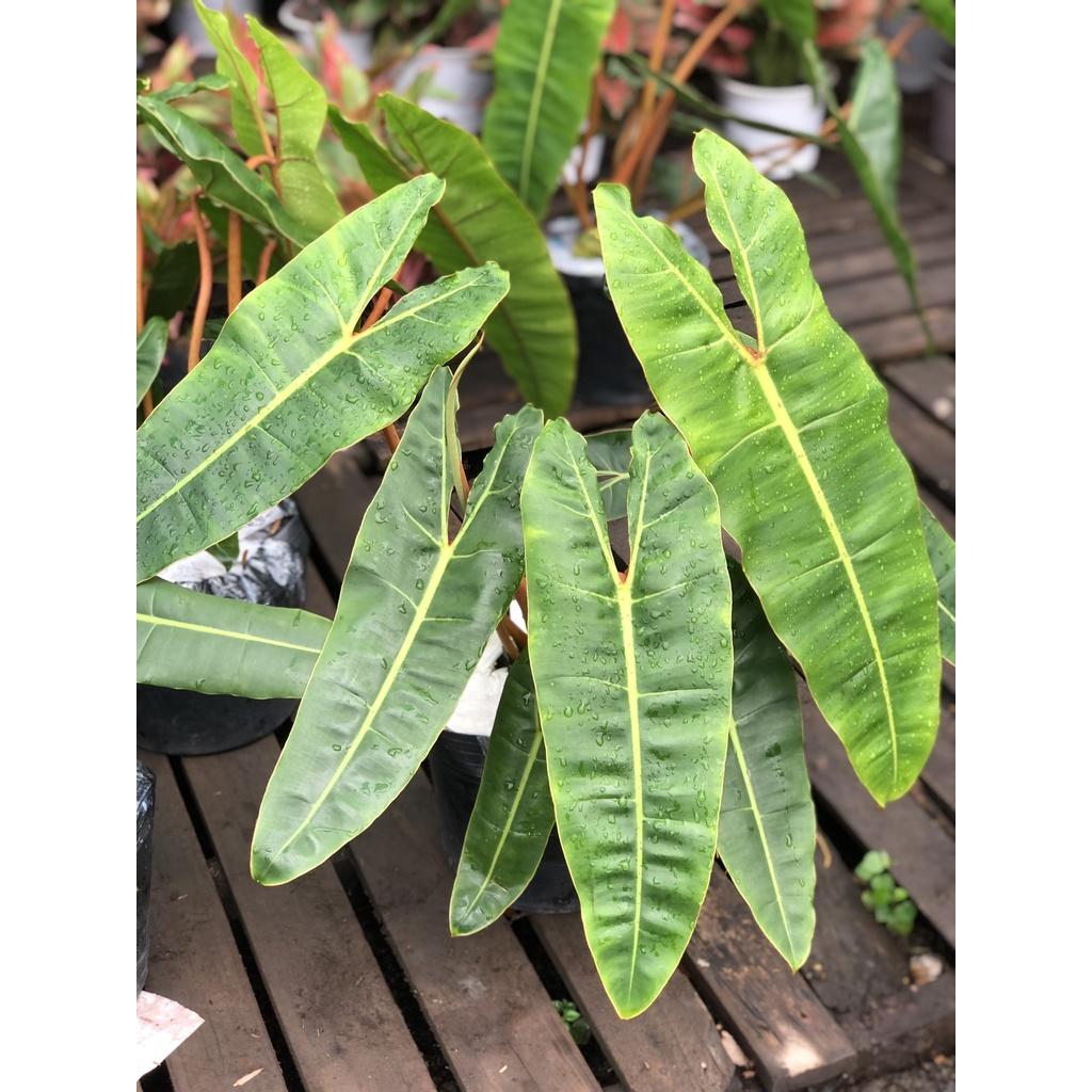 Chậu cây Hạc Cam trồng nơi có ít nắng