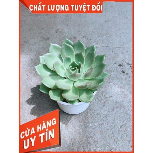 Sen Đá Xanh Cánh Cứng