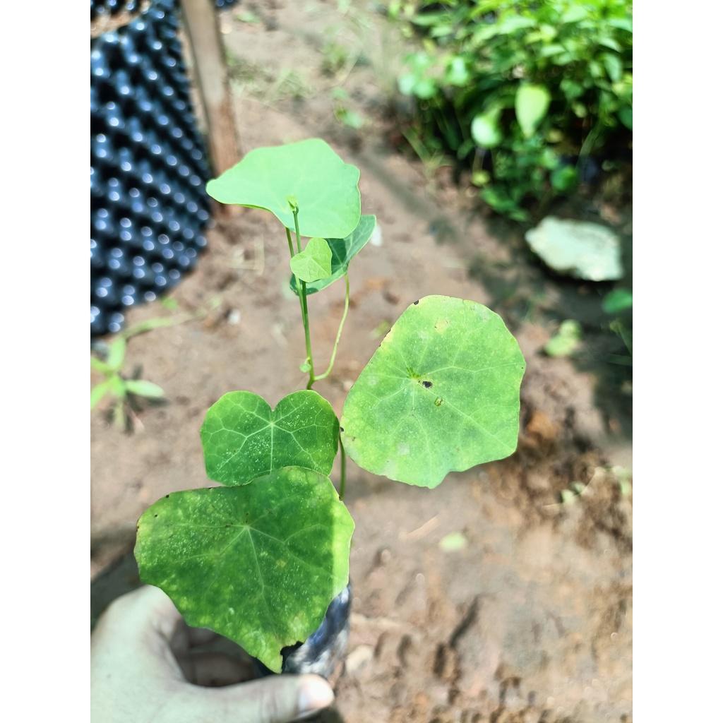 Cây giống bình vôi