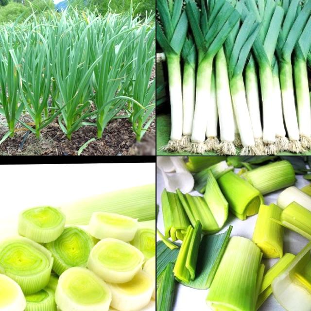 Hạt giống Tỏi tây