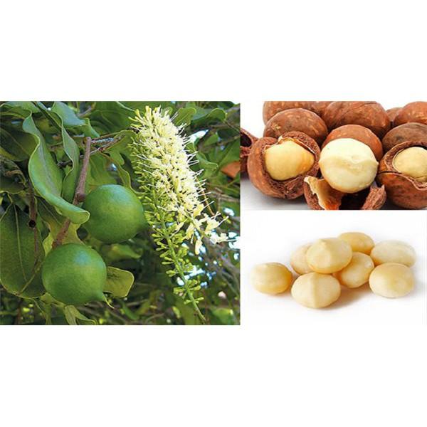 Cây giống Mắc Ca ghép.