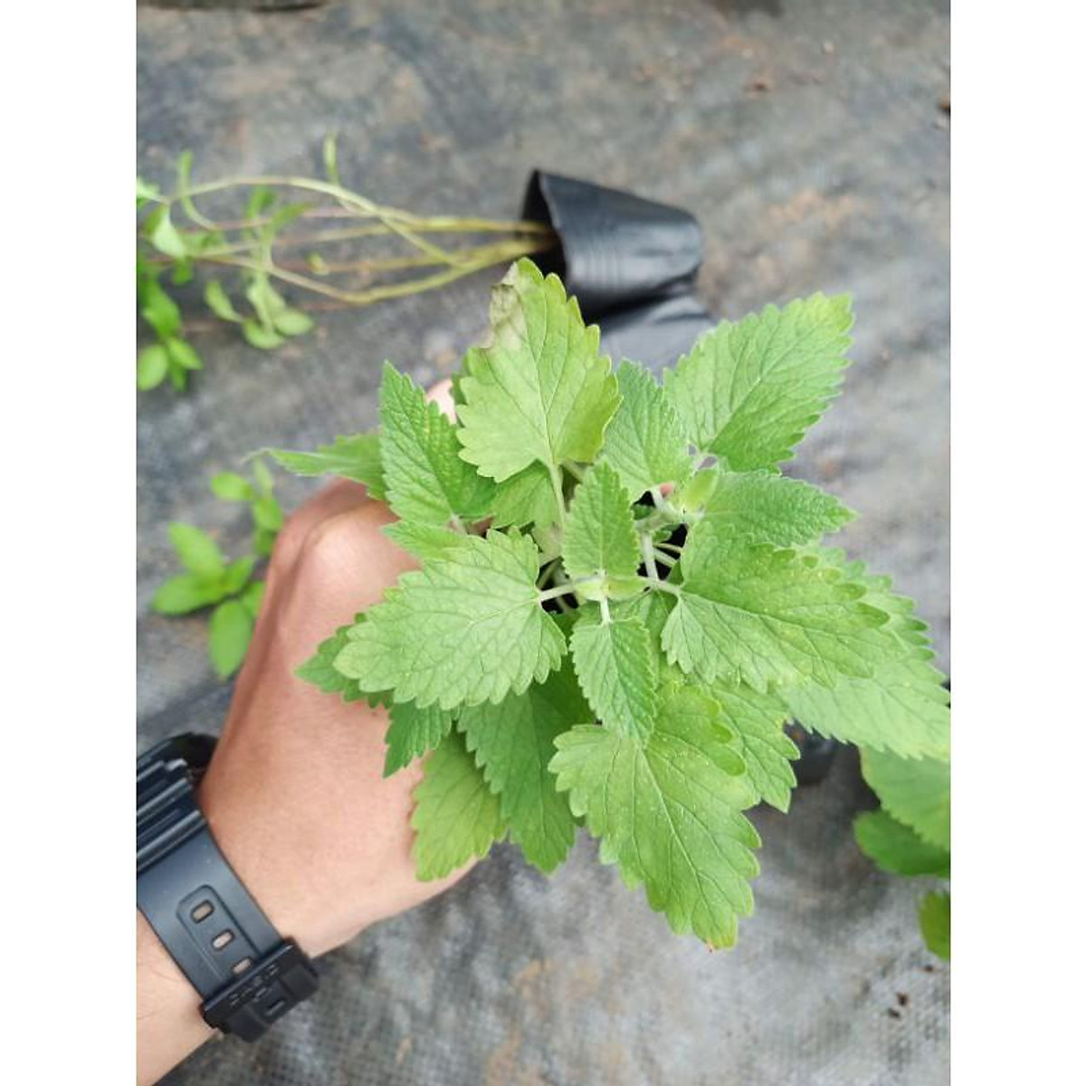 Hạt Giống Bạc Hà Mèo Catnip (Cỏ Mèo)