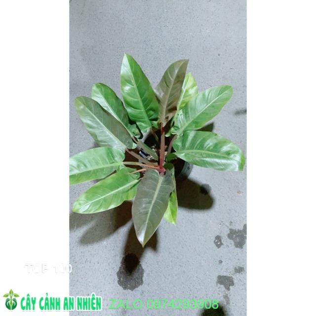 Trầu Bà Đế Vương Đỏ