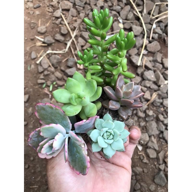 Combo 5 cây sen vĩ 5 loại nhỏ xinh