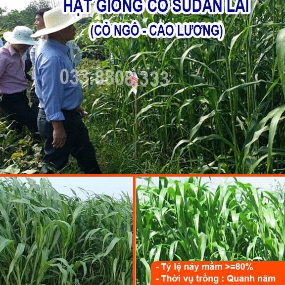 Hạt Cỏ Chăn Nuôi Sudan Lai 1KG- Cỏ cao lương lá mềm không lông năng suất cao