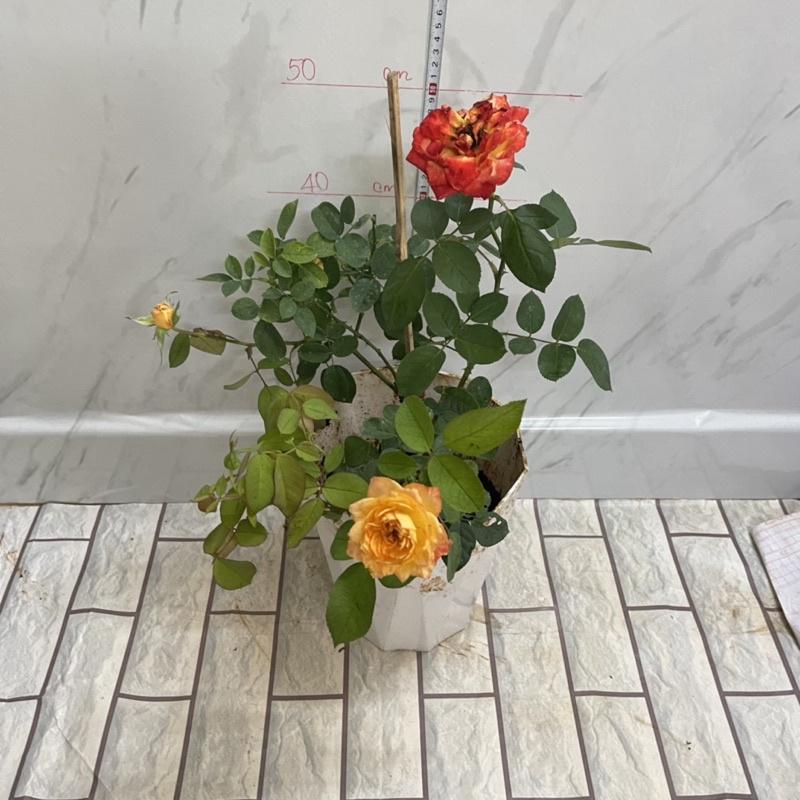 Hoa Hồng ngoại Rosier Chakok cây nguyên bản màu cam lửa
