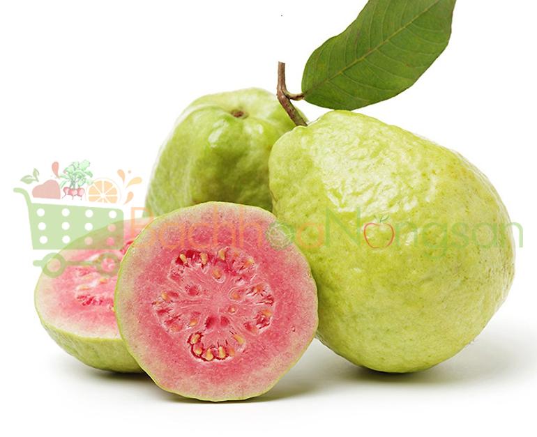 CÂY GIỐNG ỔI TÂN CHÂU SIÊU SỚM