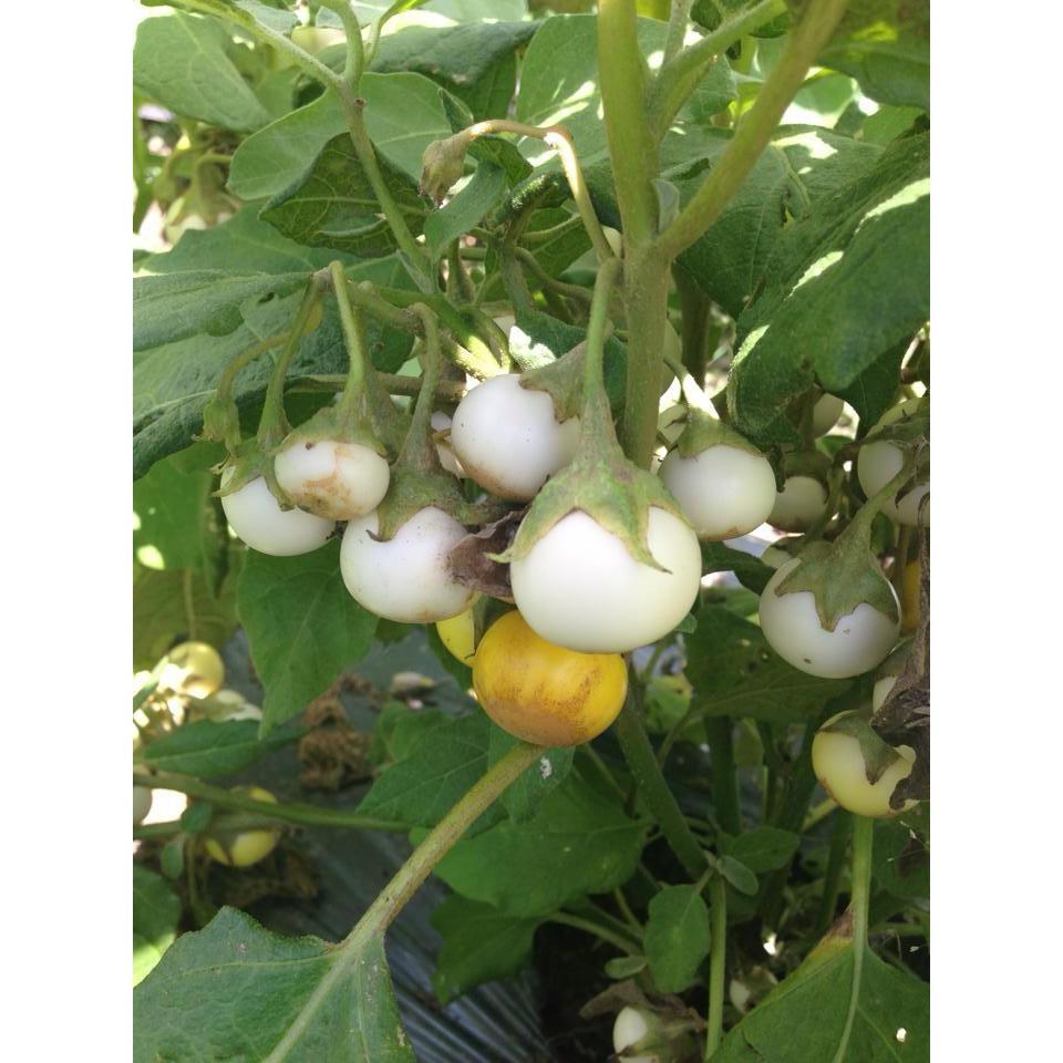 Hạt giống cà pháo trắng