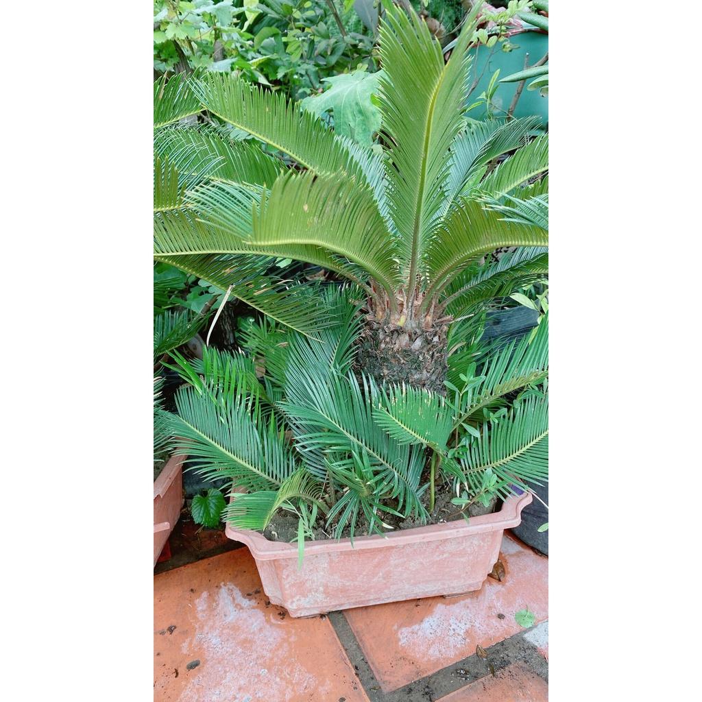 Chậu Cây Vạn Tuế