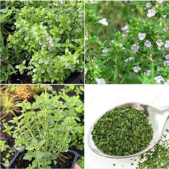 Hạt giống cây hương thảo - cây đuổi côn trùng - Làm gia vị - Gói 20 hạt