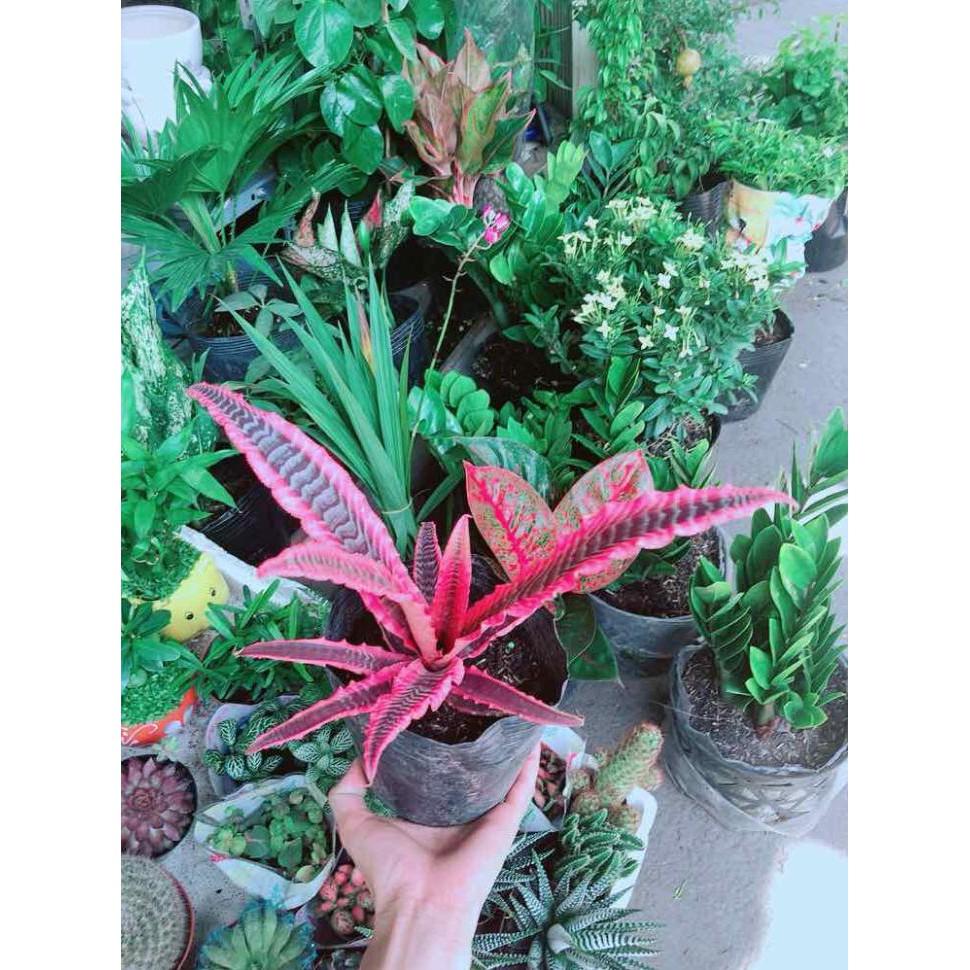 Cây Dứa Đuôi Phụng Bán Chạy