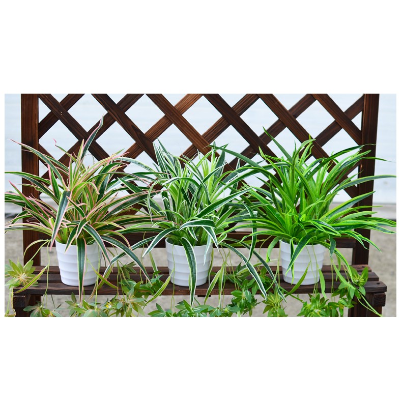 Hoa Giả - Cụm Lá Tóc Tiên Rủ Dài 60cm Loại Đẹp