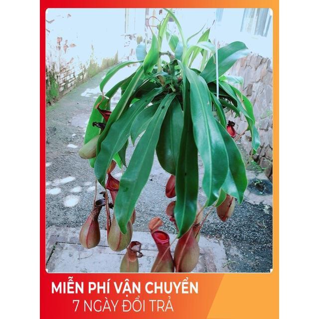 Chậu Cây Nắp Ấm Size Đại