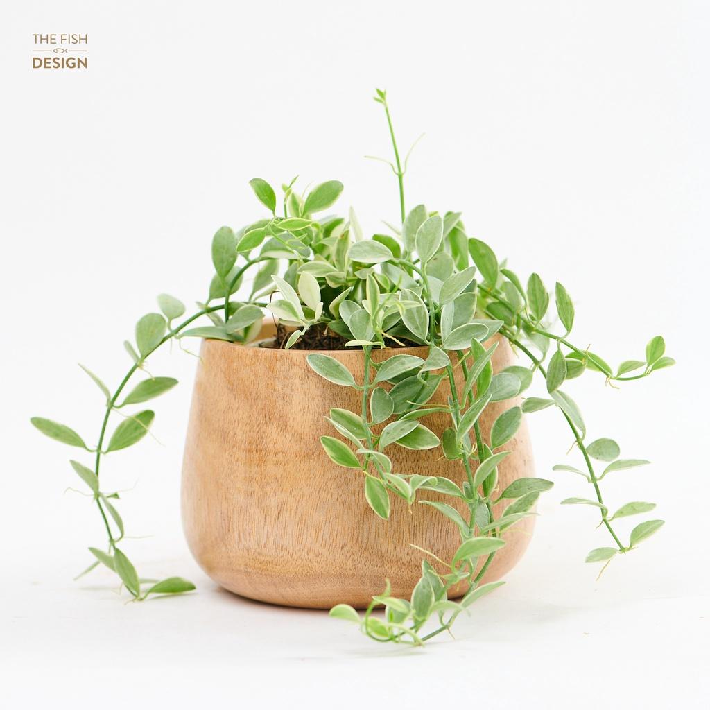 Chậu cây Hạt Dưa Cẩm Thạch hợp với người mệnh Mộc và Hỏa giúp gia chủ hút tài lộc và đem lại nhiều may mắn, cát tường | size M | The Fish Design