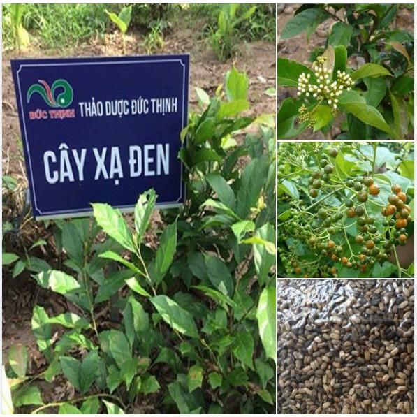 Hạt Giống Cây Xạ Đen - 50 hạt/gói