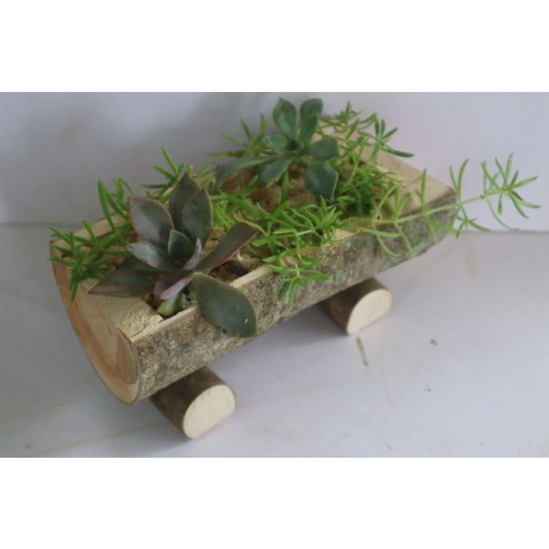 Chậu gỗ trồng sen đá, sương rồng