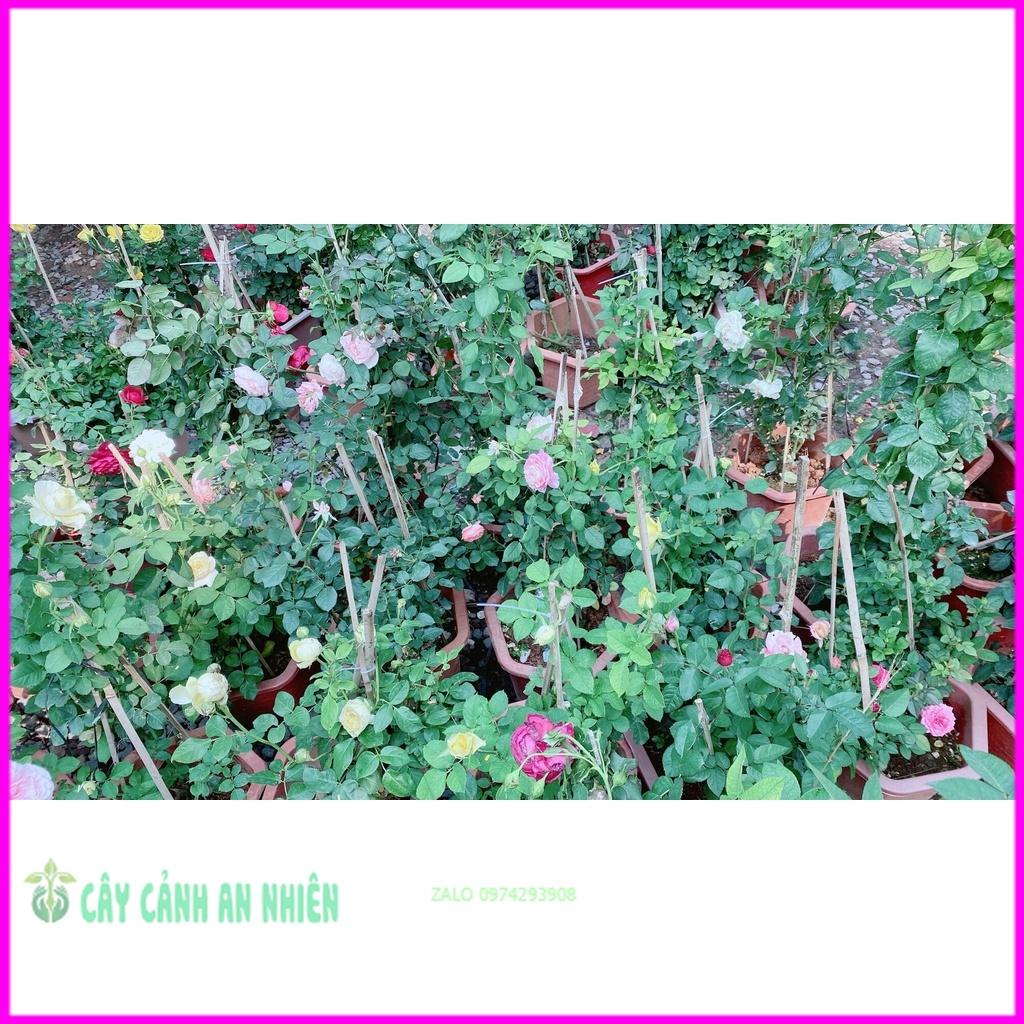 Chậu Hoa Hồng Tezza