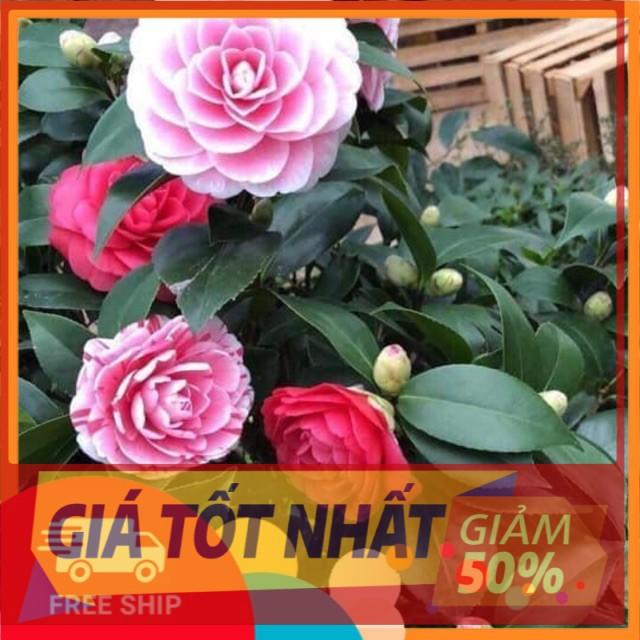 Cây hoa trà my giống