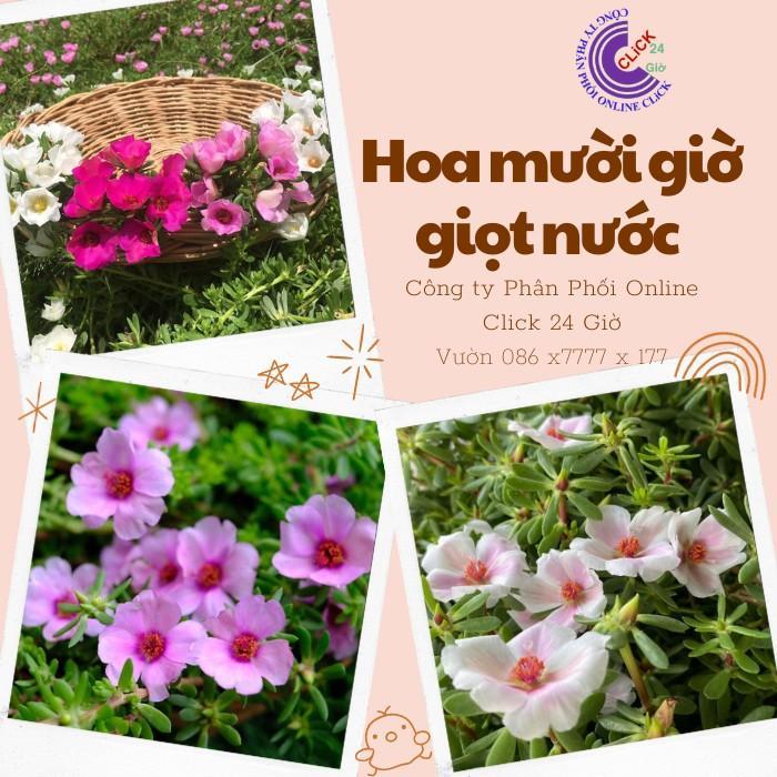 Hoa Mười Giờ Sam Giọt Nước Màu Tím Hoa Phủ Sân Vườn Hoa Mười Giờ Bonsai & Phụ Kiện