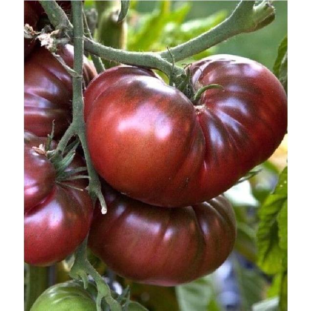 Hạt giống cà chua socola quả to khổng lồ f1-1 gói 10 hạt-tặng kèm gói phân bón lót