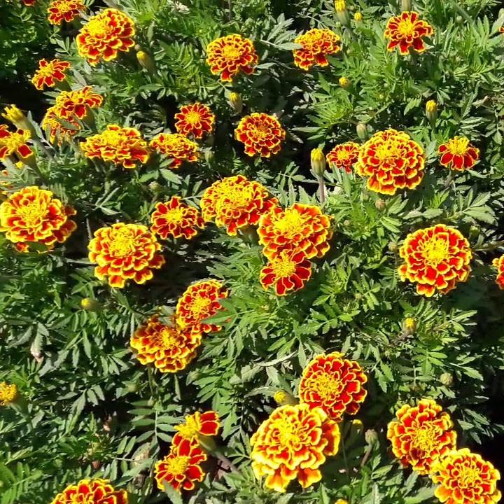 Hạt giống hoa Vạn Thọ lửa- gói 50 hạt