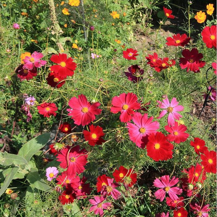 Hạt Giống Hoa Cánh Bướm Màu Đỏ