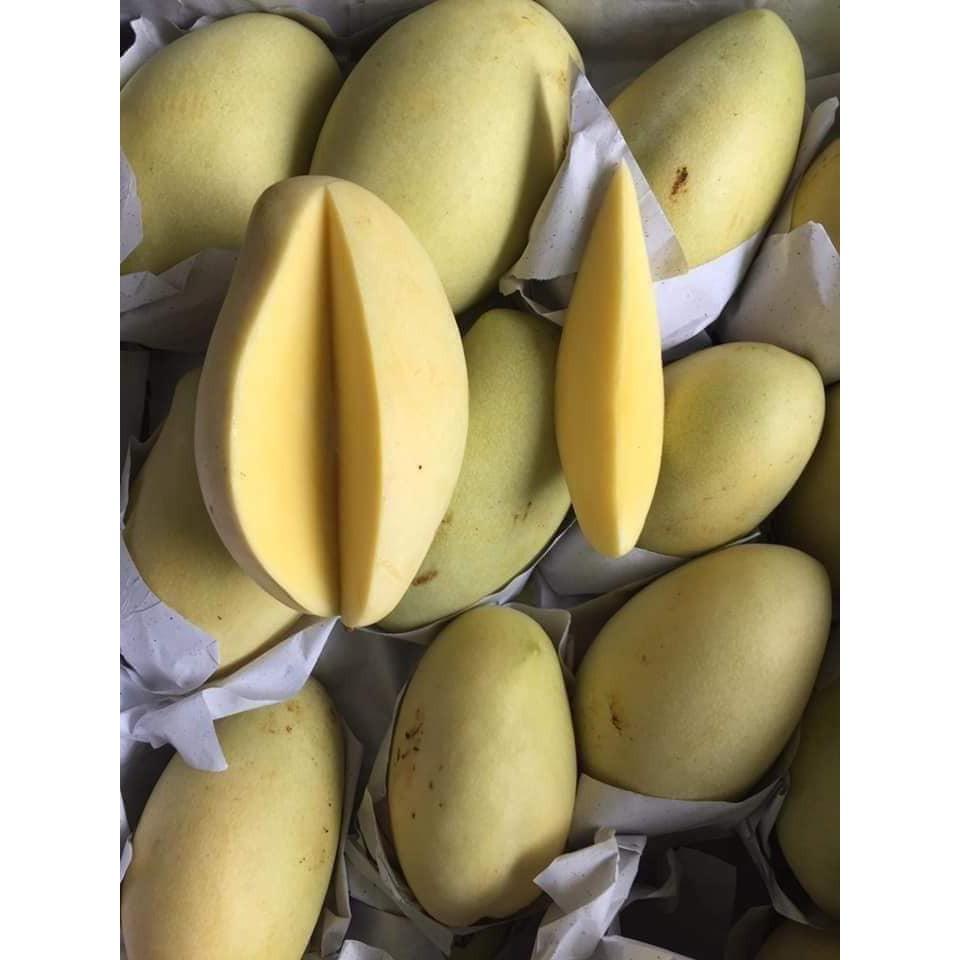 Cây giống Xoài Keo Campuchia