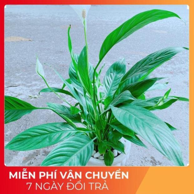 Chậu Cây Lan Ý