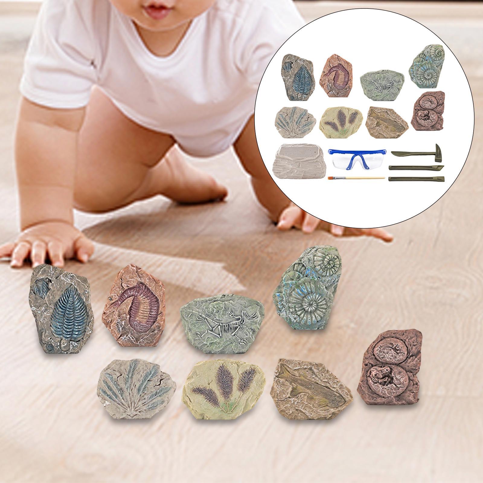 Dinosaur Excavation Kit Archaeology Discovery Kit for Toddler