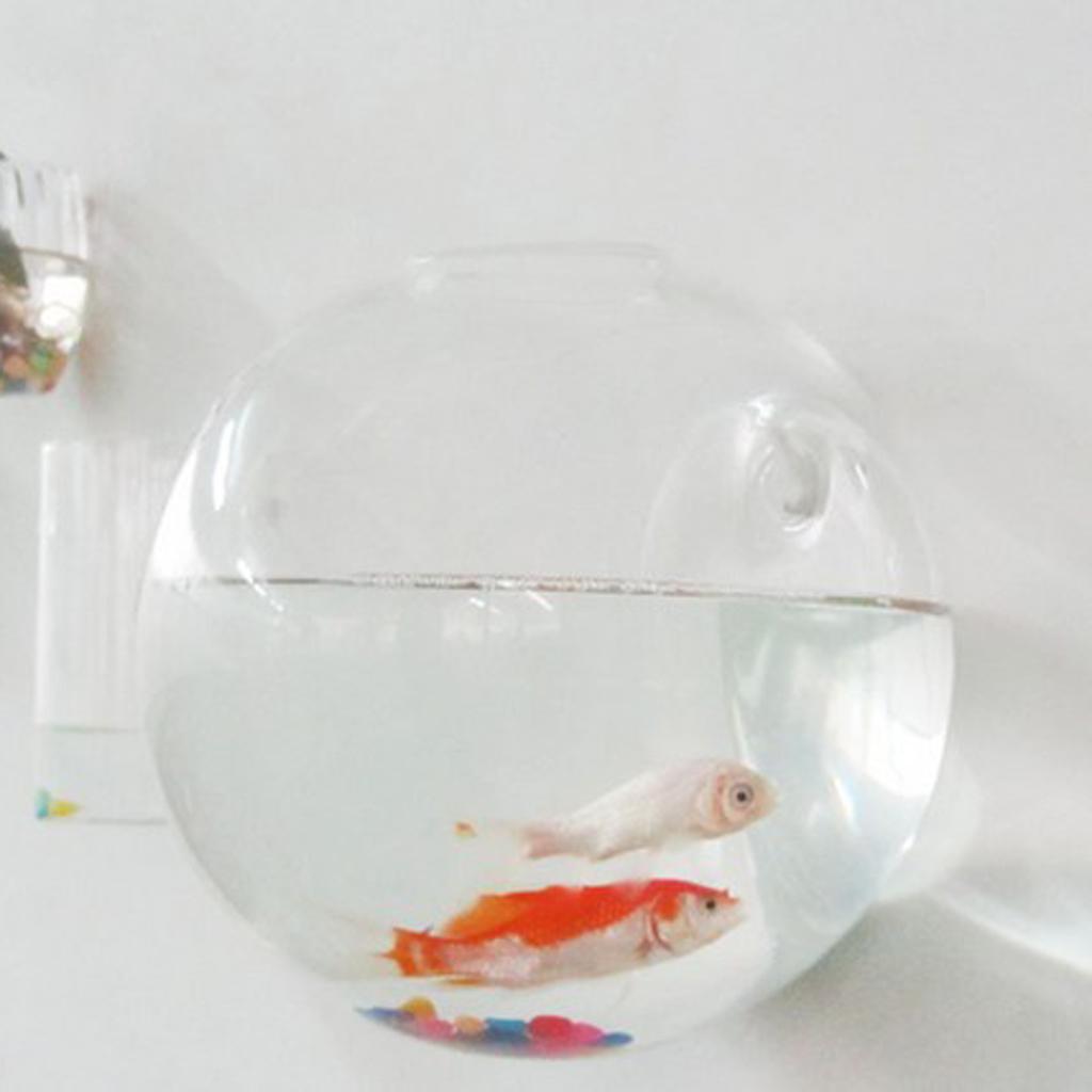 4X Treo Tường Kính Vật Có Nồi Không Vật Có Terrarium Treo Hộp Đựng 12 Cm