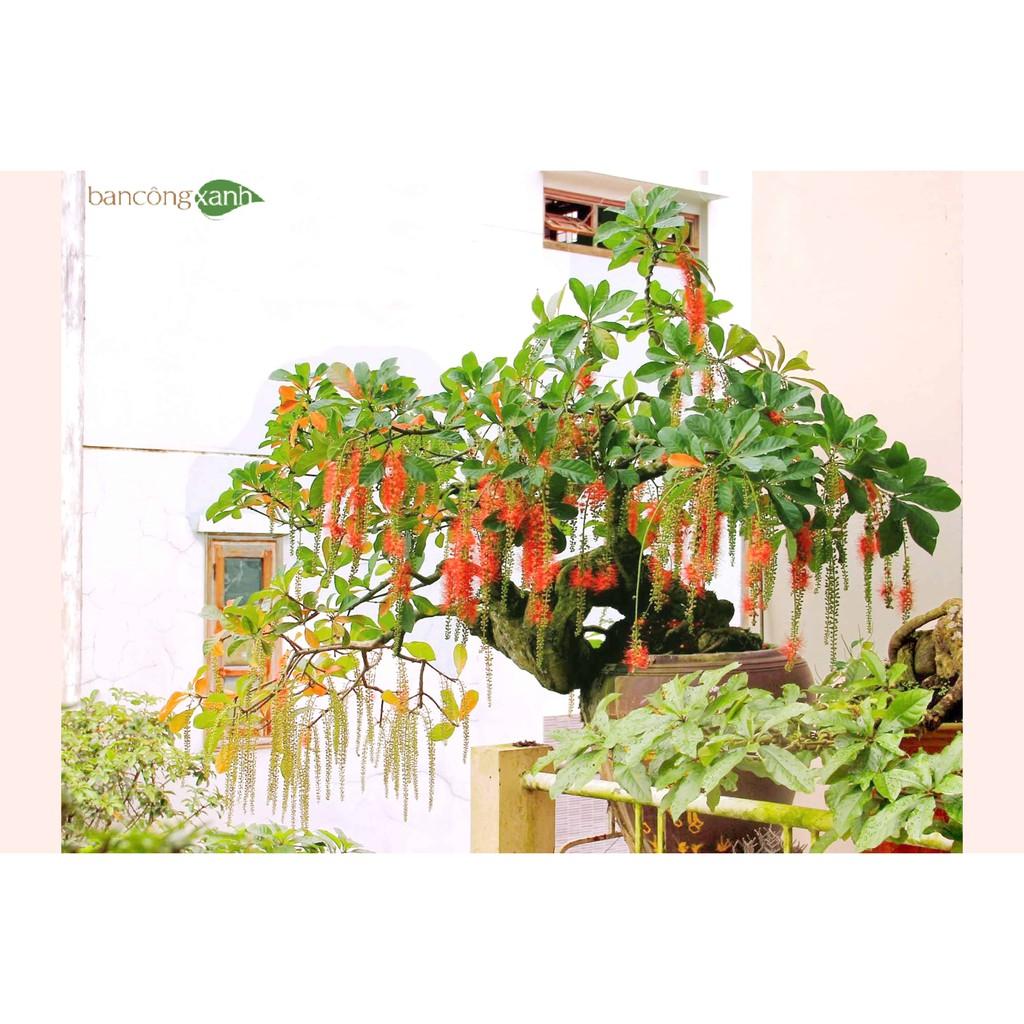 Cây lộc vừng giống cao 20cm