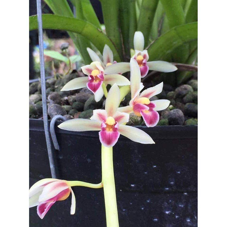 SIÊU KÍCH HOA, TẠO MẦM NPK 17-68-17 100g