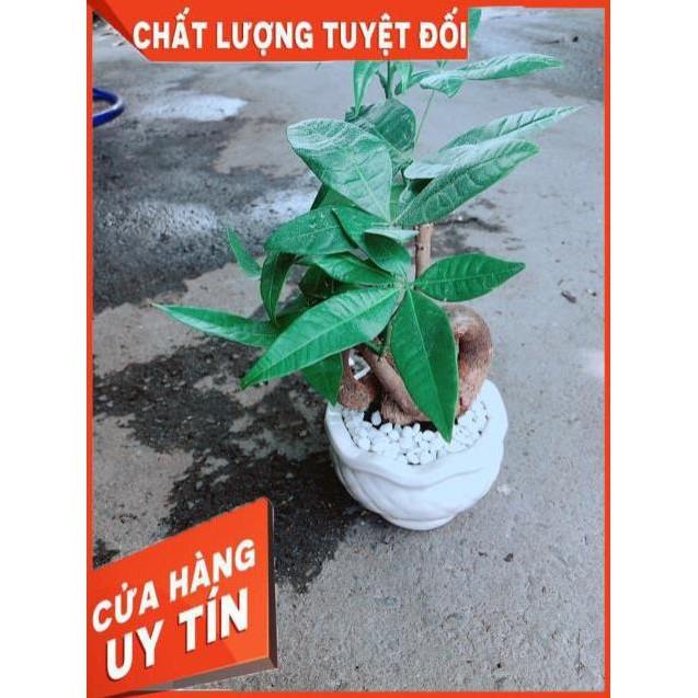 Chậu Kim Ngân Nơ