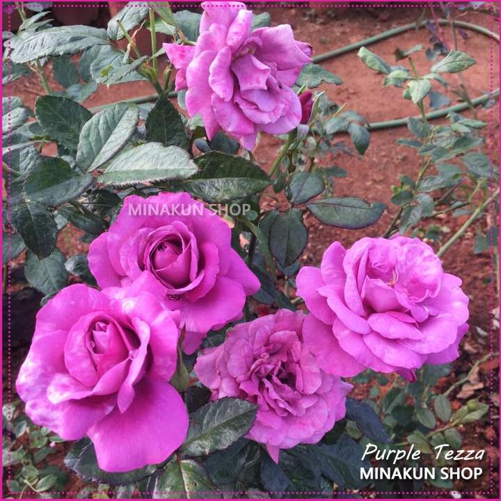 Hoa hồng ngoại Purple Tezza  cực đẹp