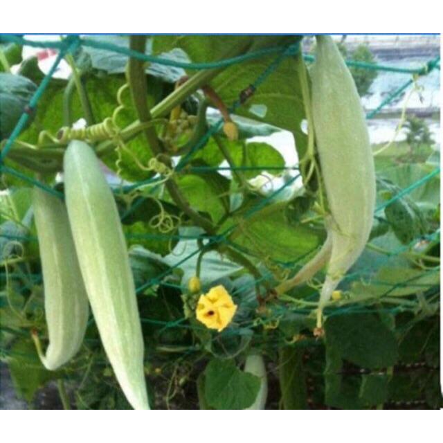 Hạt Giống Lặc Lày   -