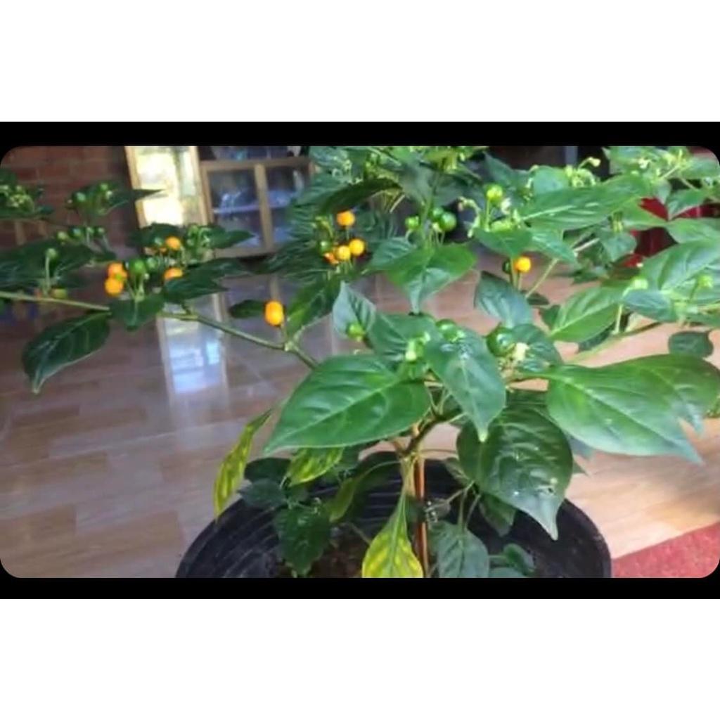 Giống Ớt Peru Aji Charapita Mắc Nhất Thế Giới