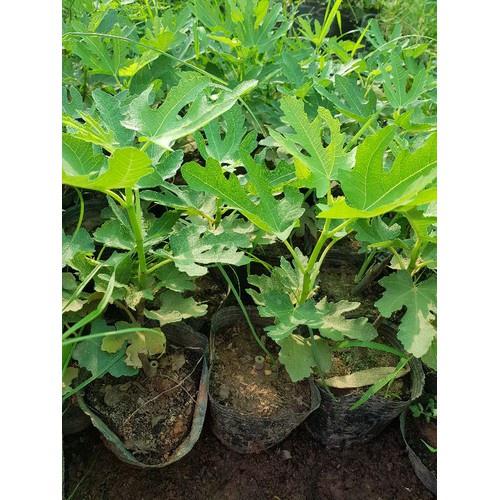 Cây sung mỹ chuẩn giống F1