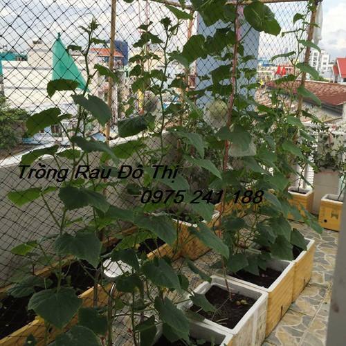 Lưới làm giàn leo 180 x 180cm, ô lưới 10x10cm, mắc 5 phút là xong