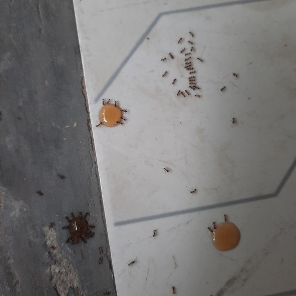 Thuốc diệt kiến gián sinh học HCN dung tích 10ml