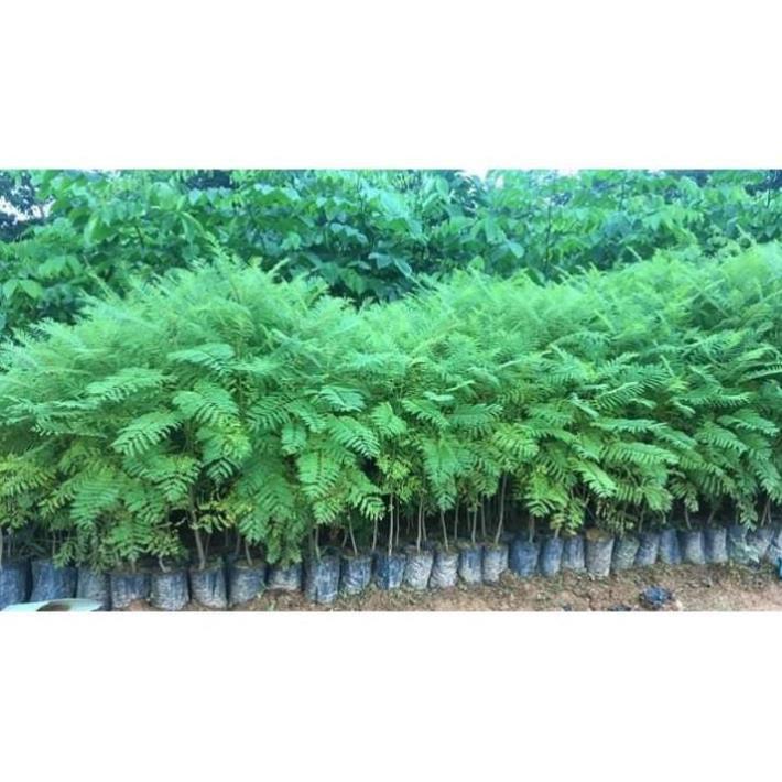 Hoa phượng tím chùm ớt đà lạt- hàng gửi đi nguyên bầu giống