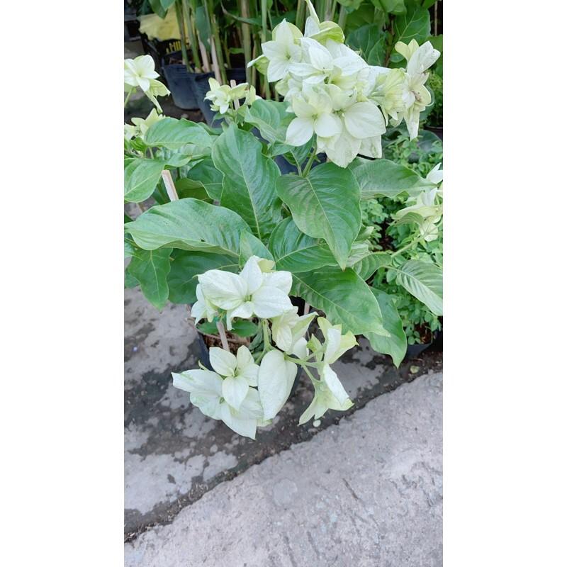 Cây Hoa Én Trắng Lớn