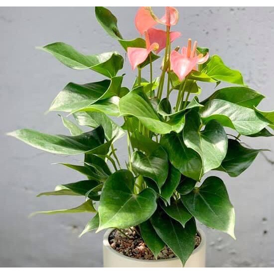 Cây để bàn hồng môn to khỏe