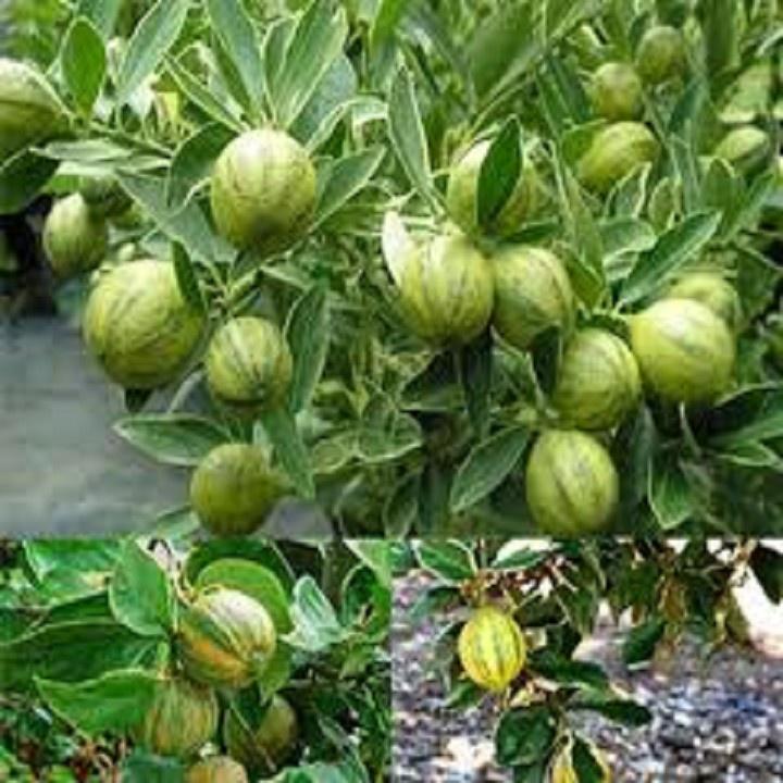 CÂY GIỐNG QUẤT CHUA THÁI QUẢ VÀNG