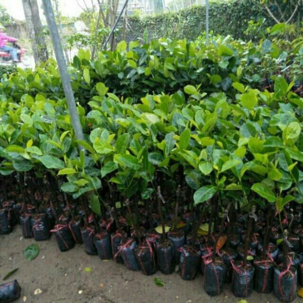 Cây mít ruột đỏ