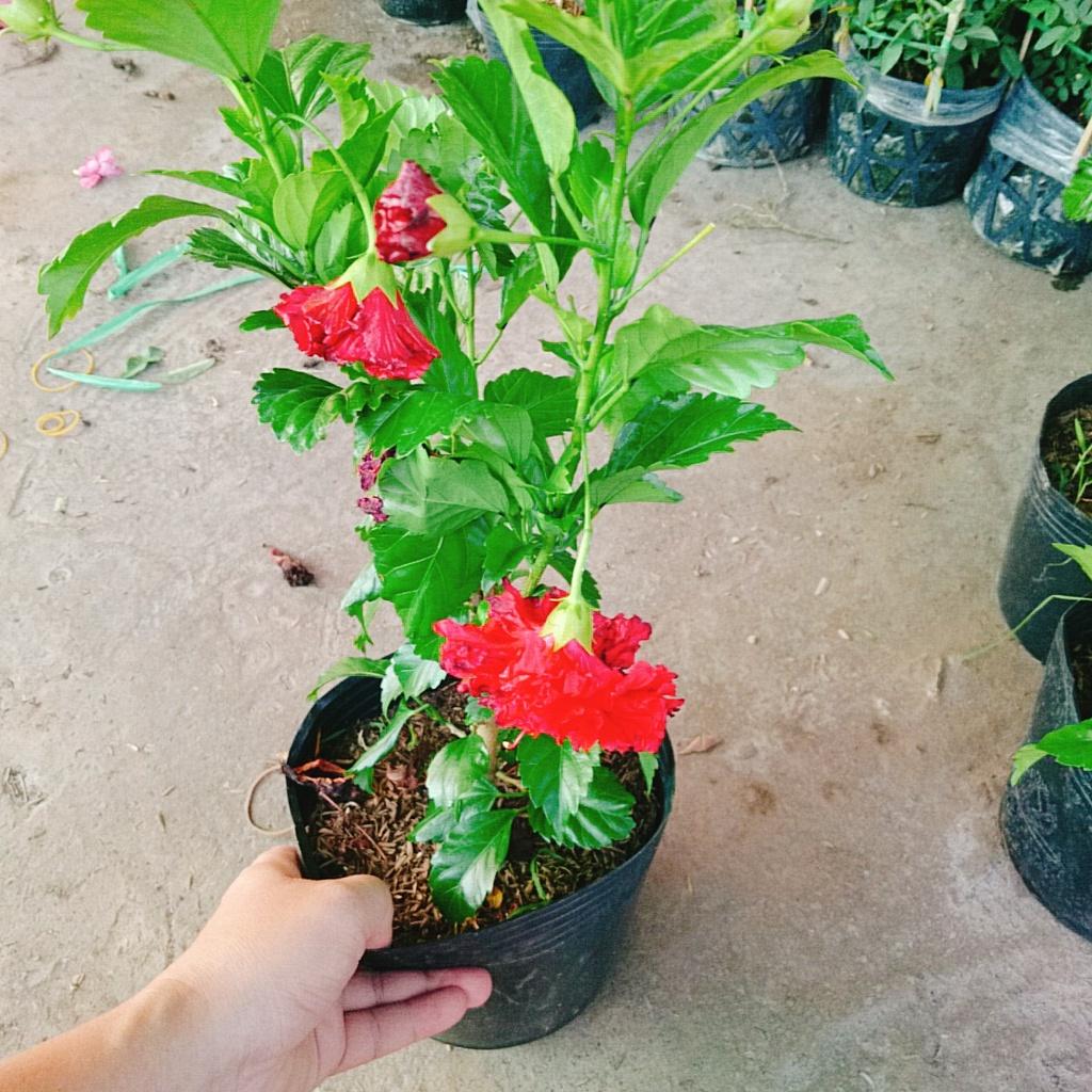Cây Hoa Dâm Bụt cánh kép  - cây cảnh trong nhà + tặng phân bón cho cây mau lớn