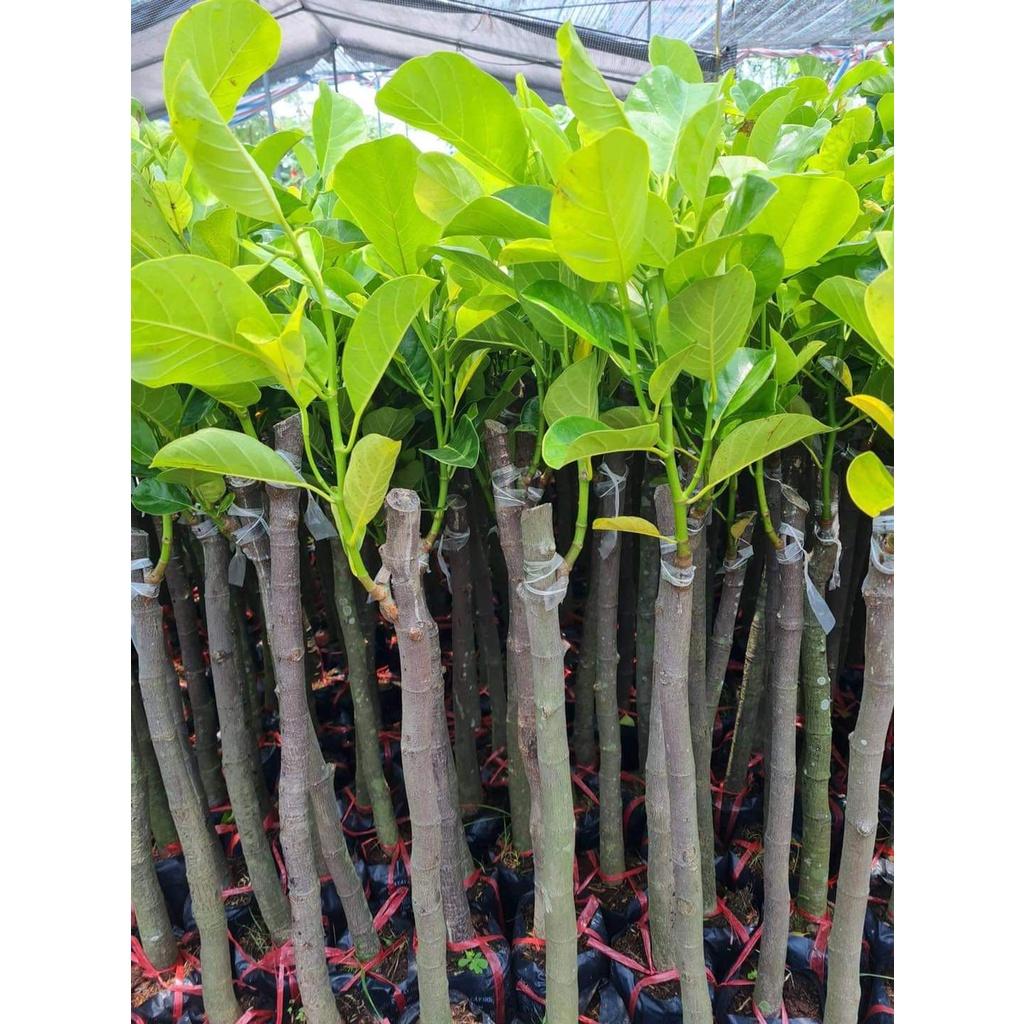 Cây Giống Mít Trái Dài