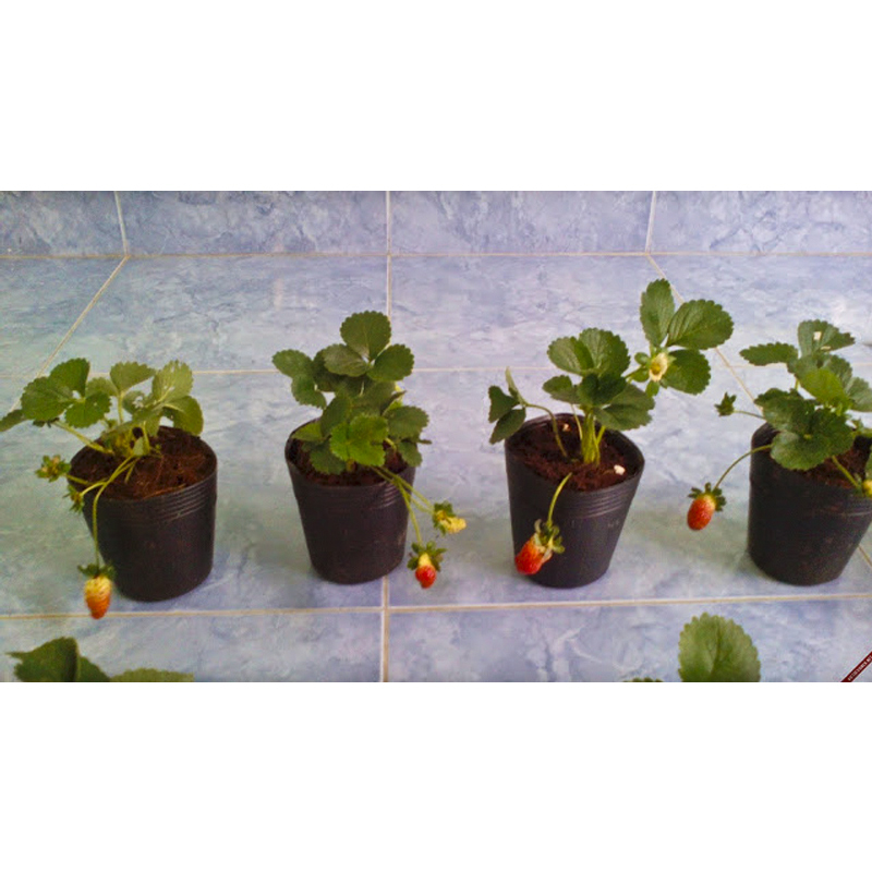 Sỉ 1.000 Chậu nhựa C7 16x13cm trồng cây ăn trái và hoabền 10 năm-77210