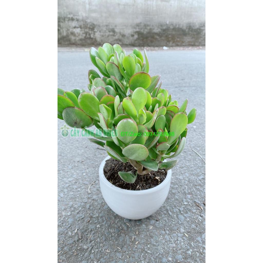 Chậu Cây Ngọc Bích Phong Thuỷ May Mắn